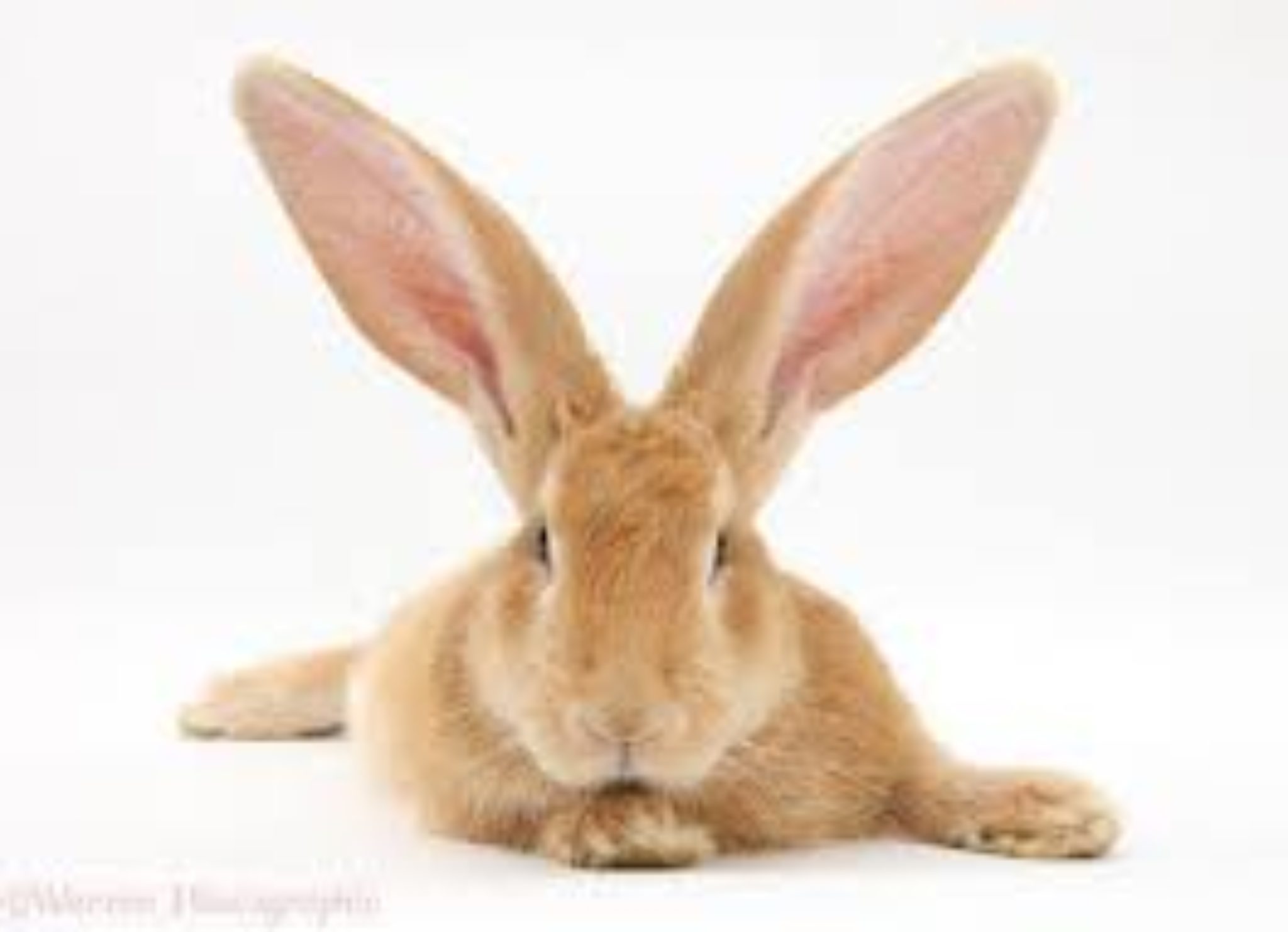 Длинные уши на английском. Ушастый кролик. Уши зайца. Длинноухий заяц. Уши кролика.