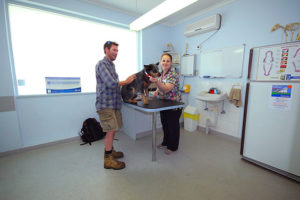 A dog veterinary check up in progress in Adelaide